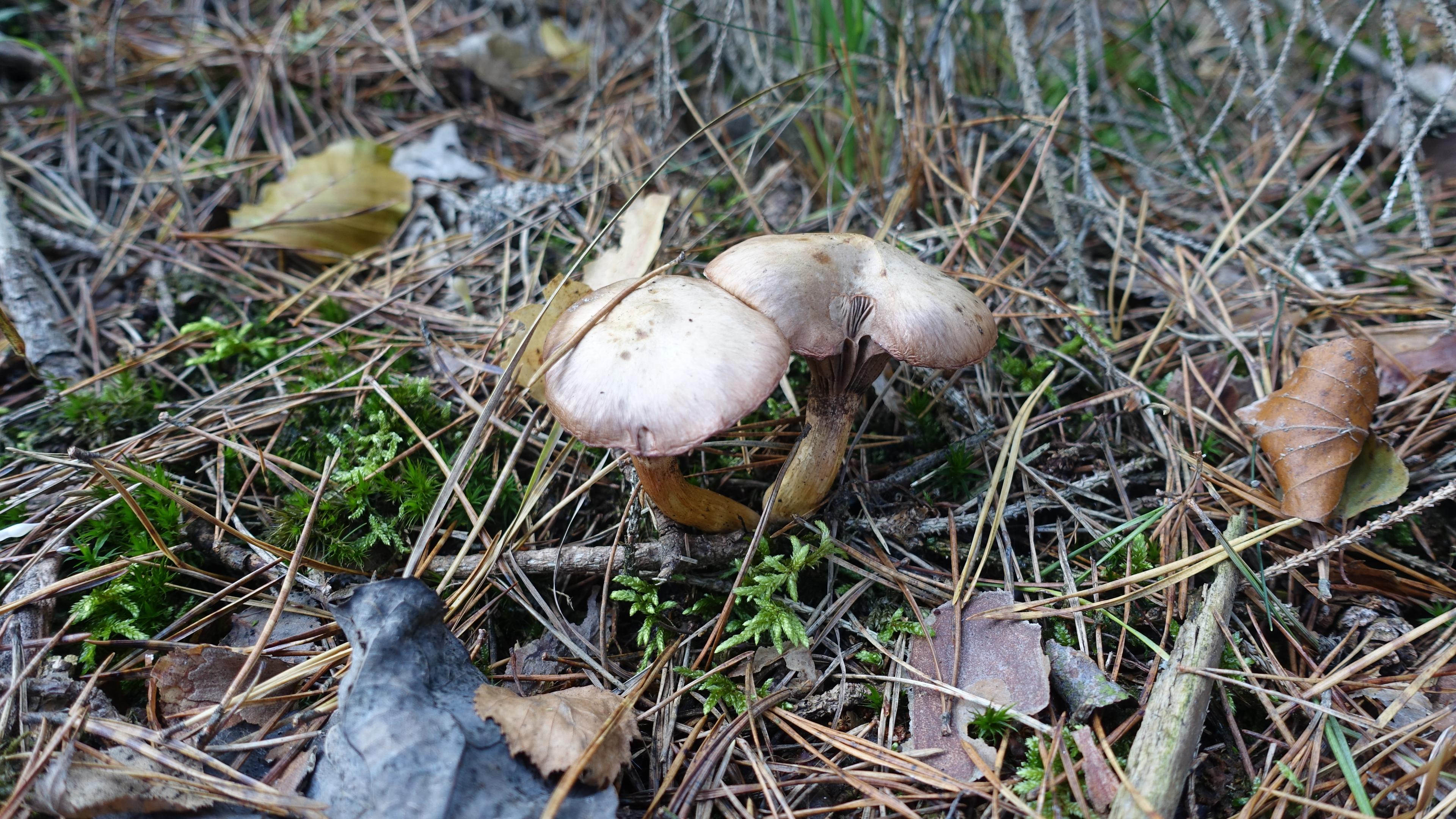 Kupferroter Gelbfuß 