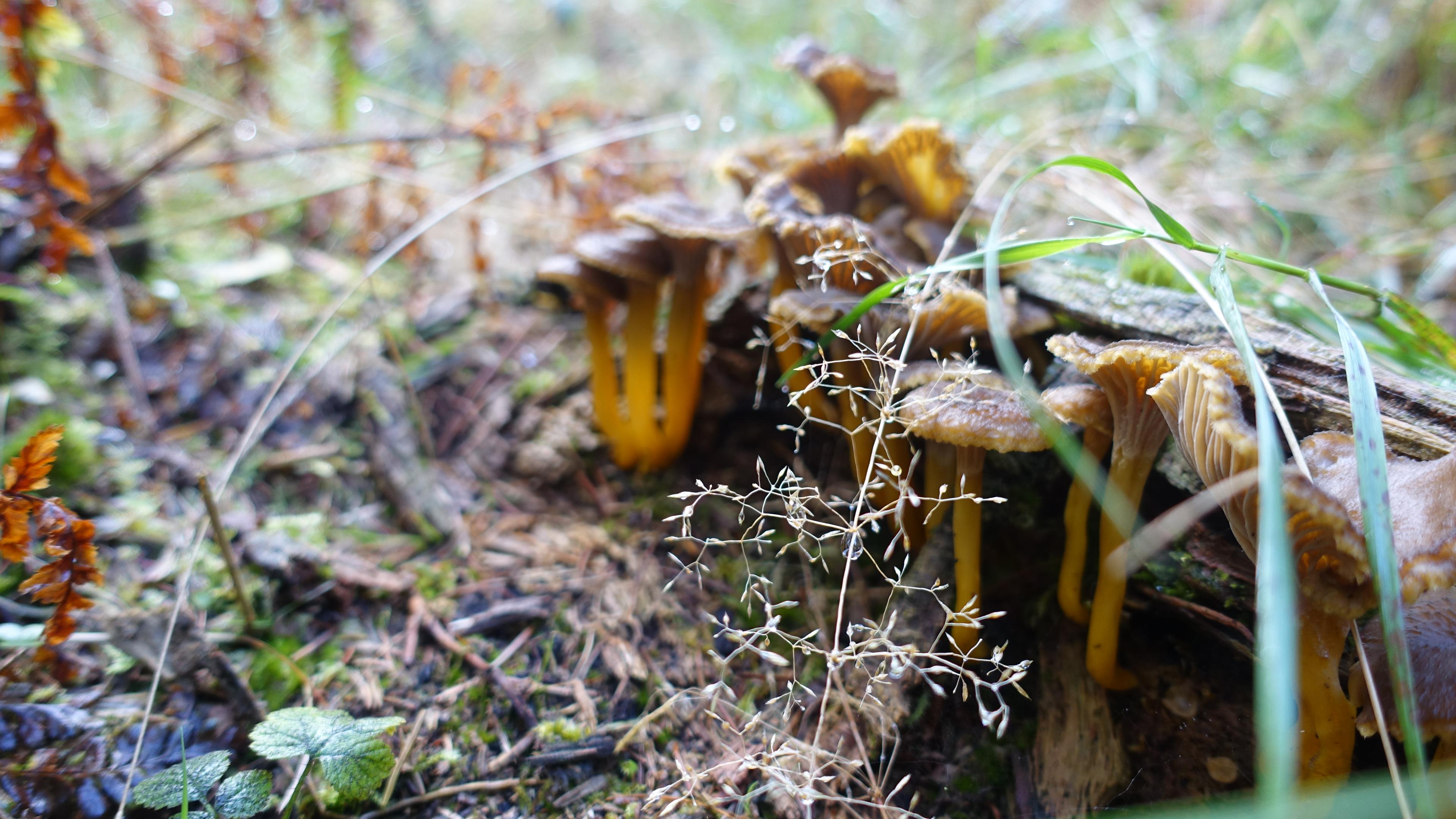 Gelbstieliger Trompetenpfifferling