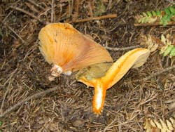 Fichtenreizker