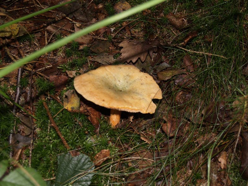 Fichtenreizker