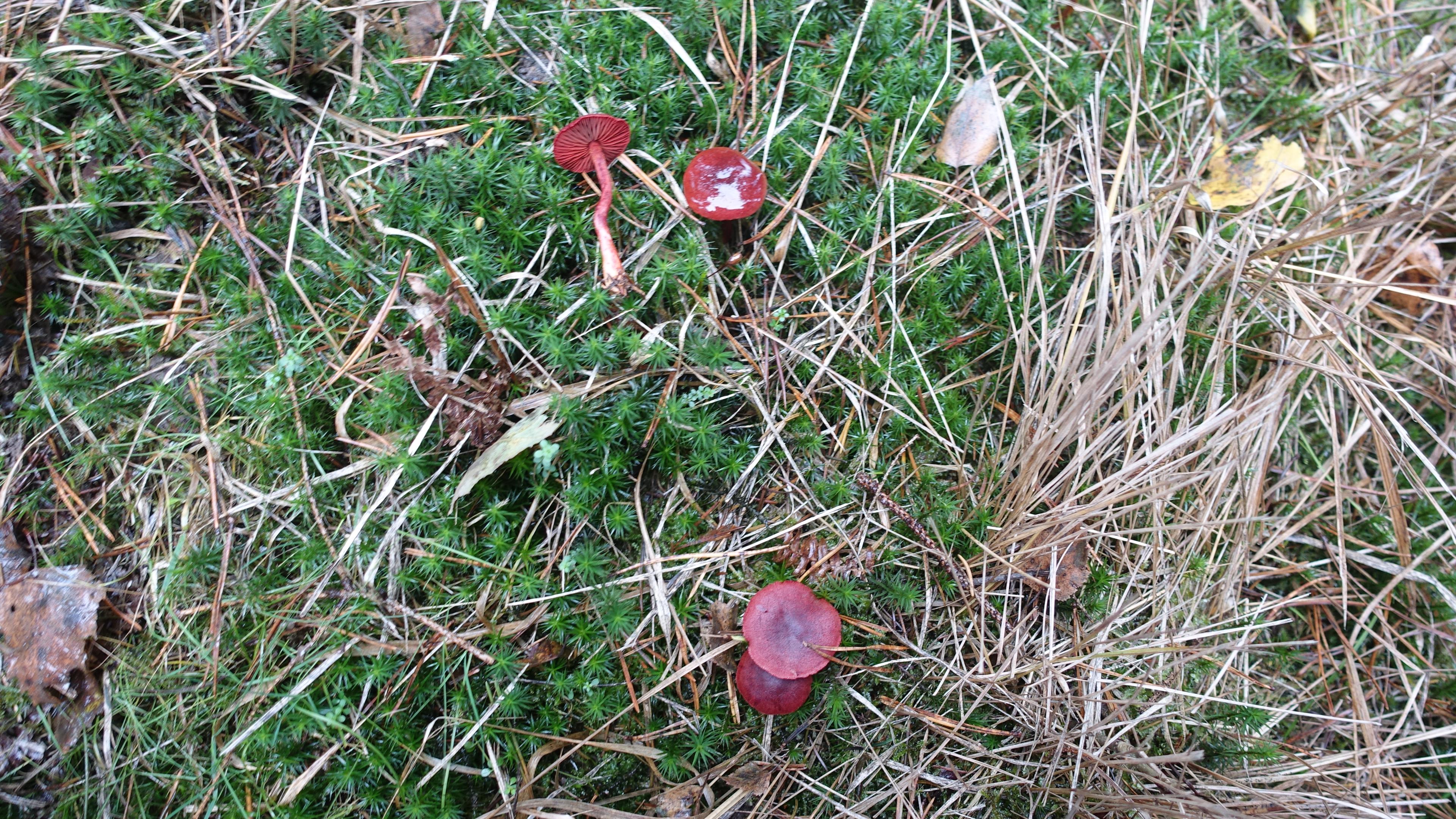 Blutroter Hautkopf