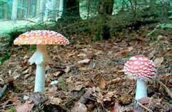 Fliegenpilz
