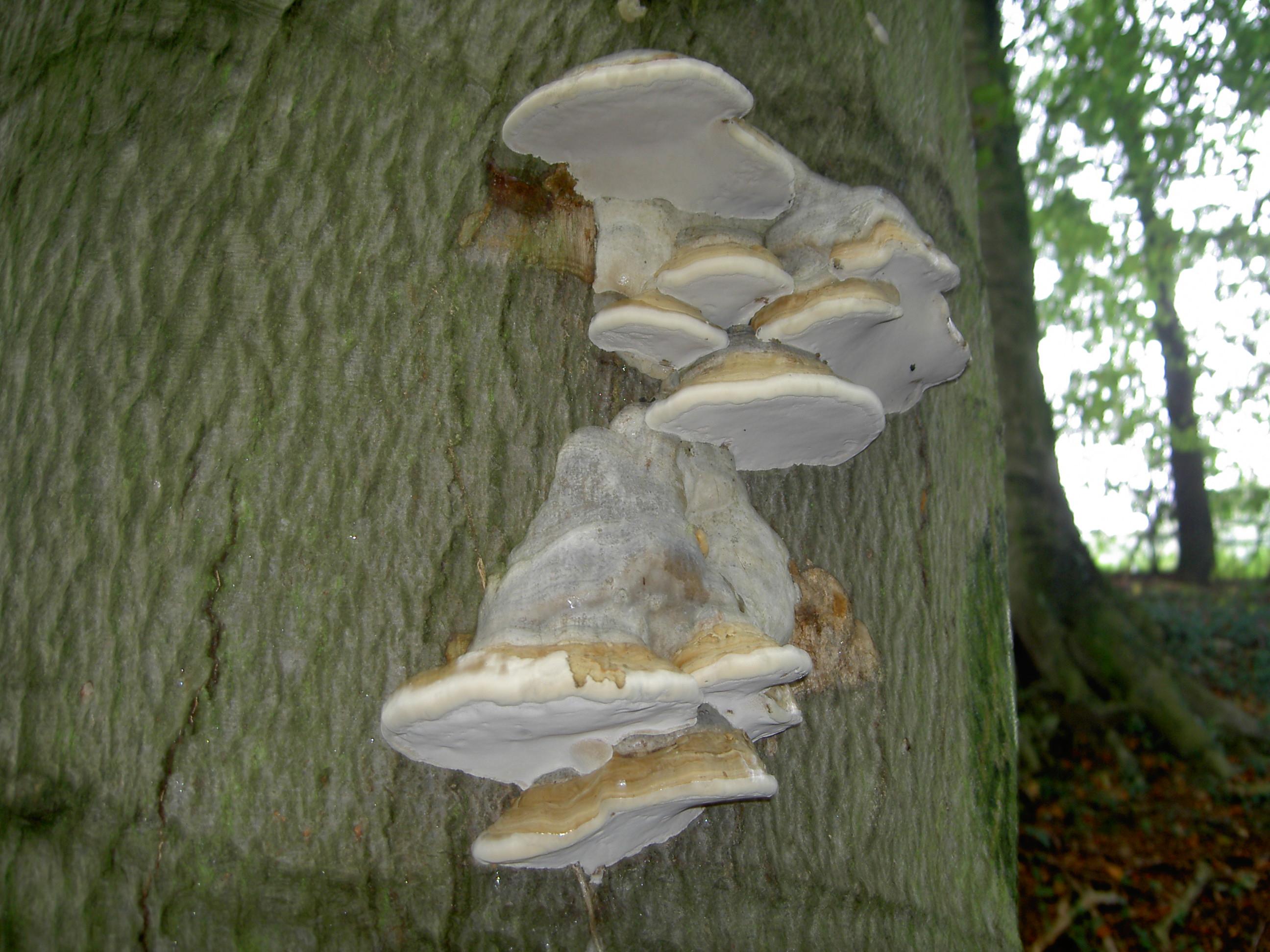Zunderschwamm