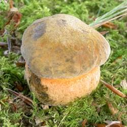 Netzstieliger Hexenröhrling