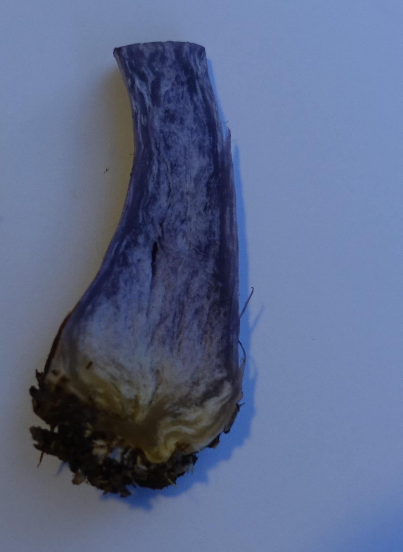 Bocksdickfuß  