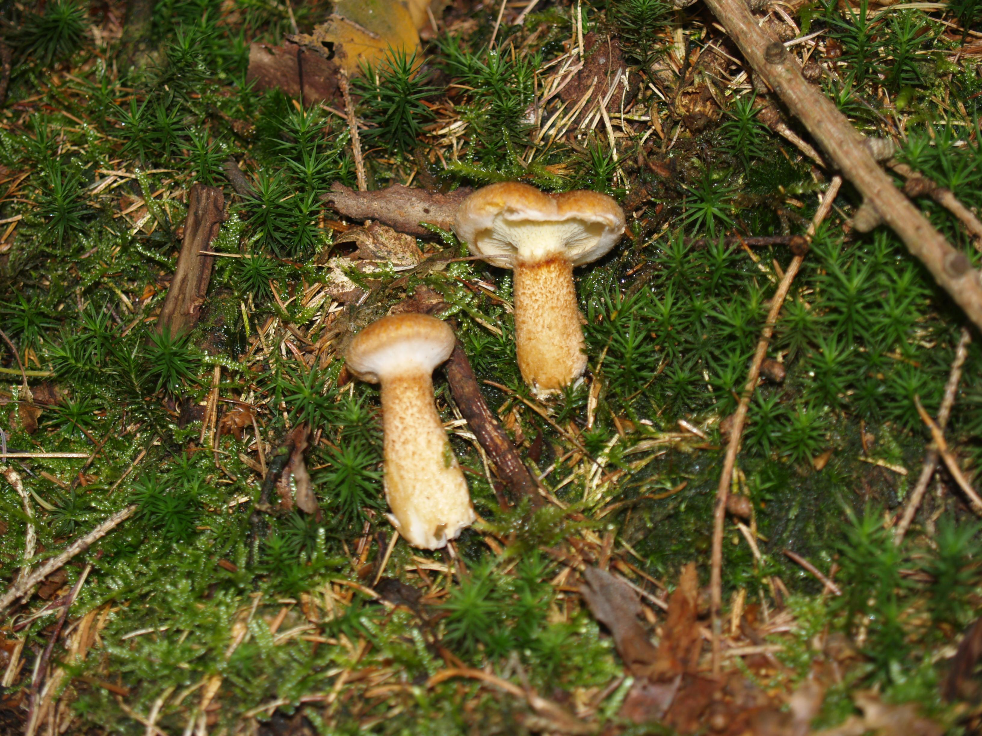 Hohlfußröhrling