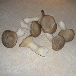 Kräuterseitling