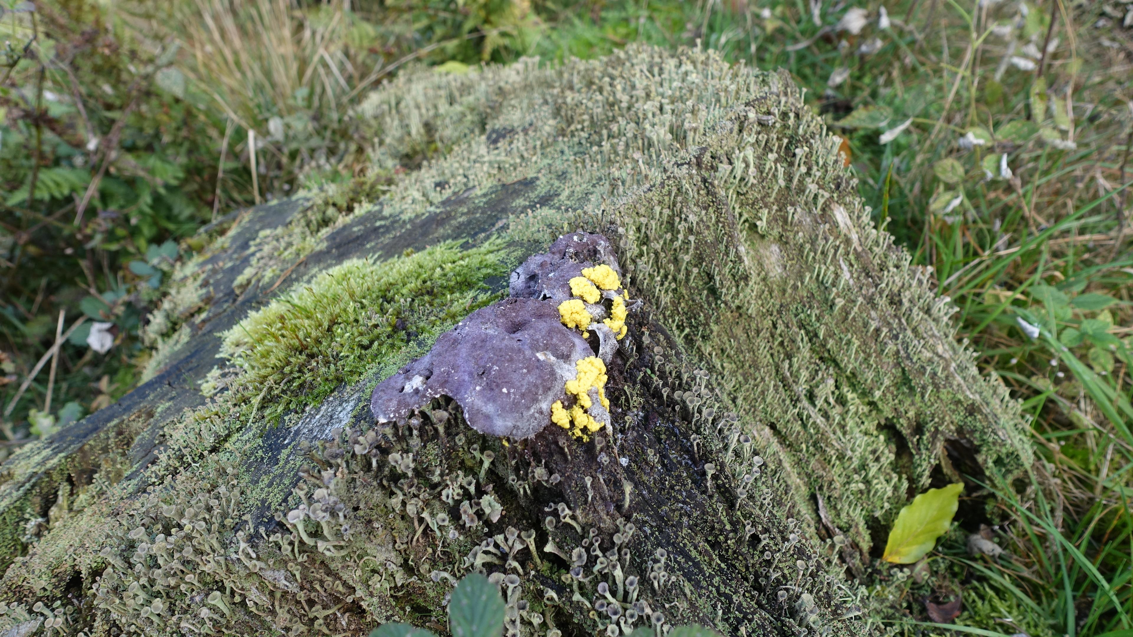 Violetter Myxomycetenpustelpilz