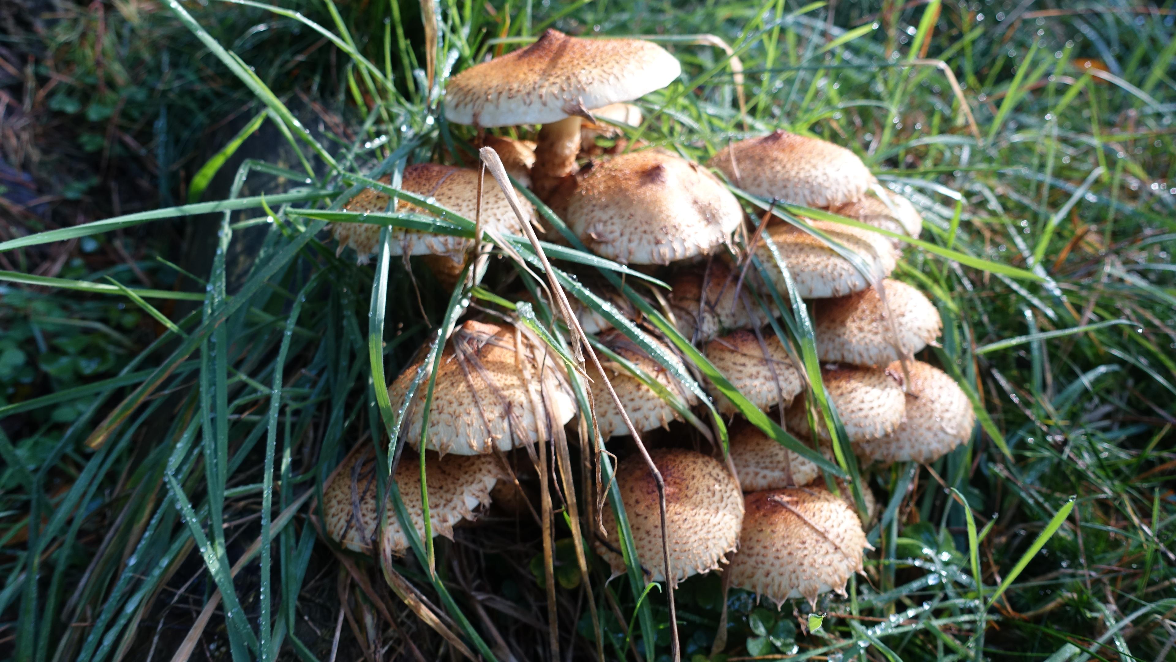 Sparriger Schüppling