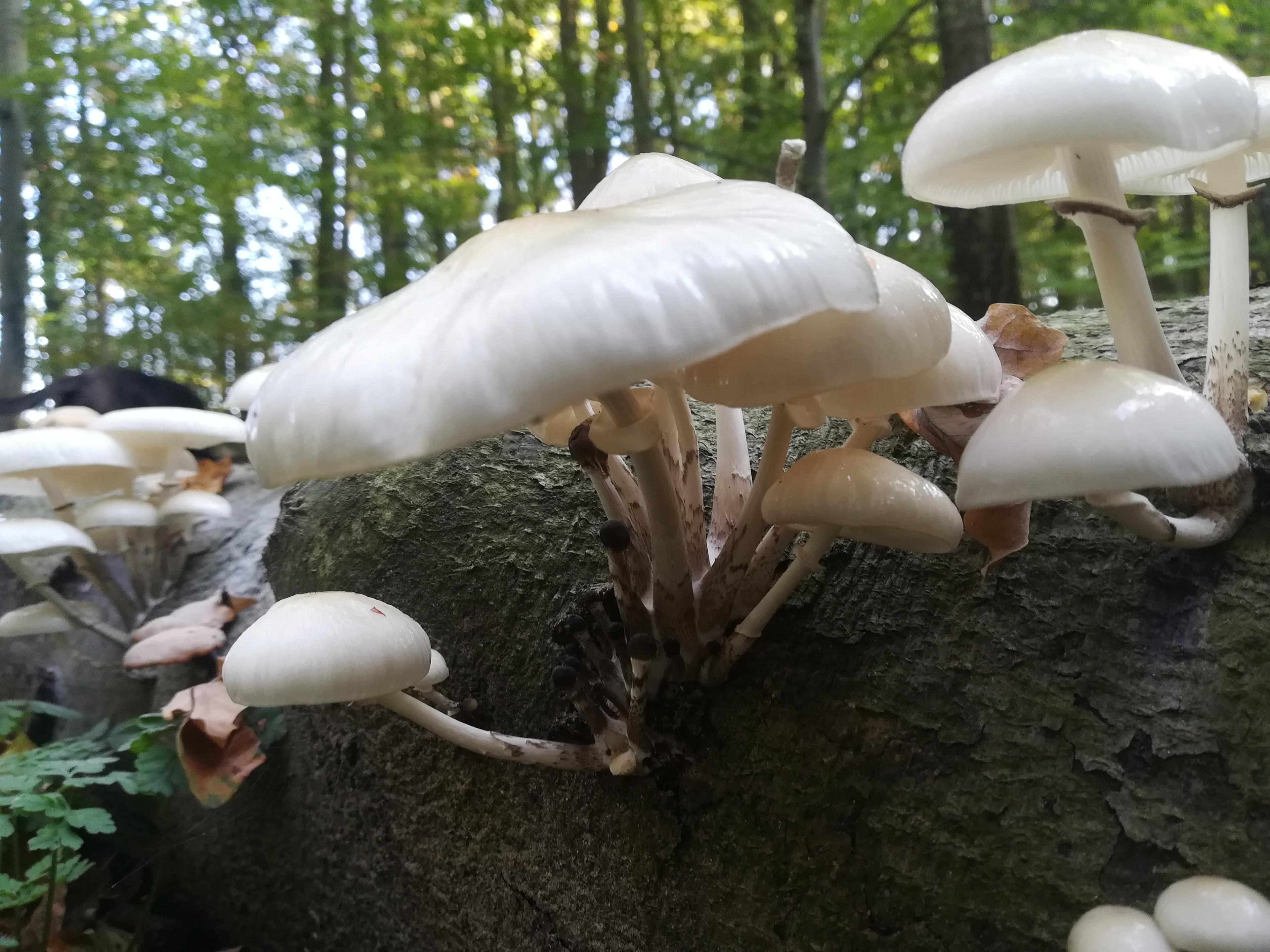 Beringter Schleimrübling