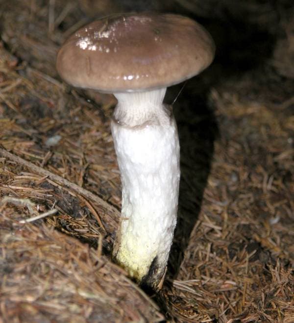 Großer Gelbfuß / Kuhmaul / Großer Schmierling