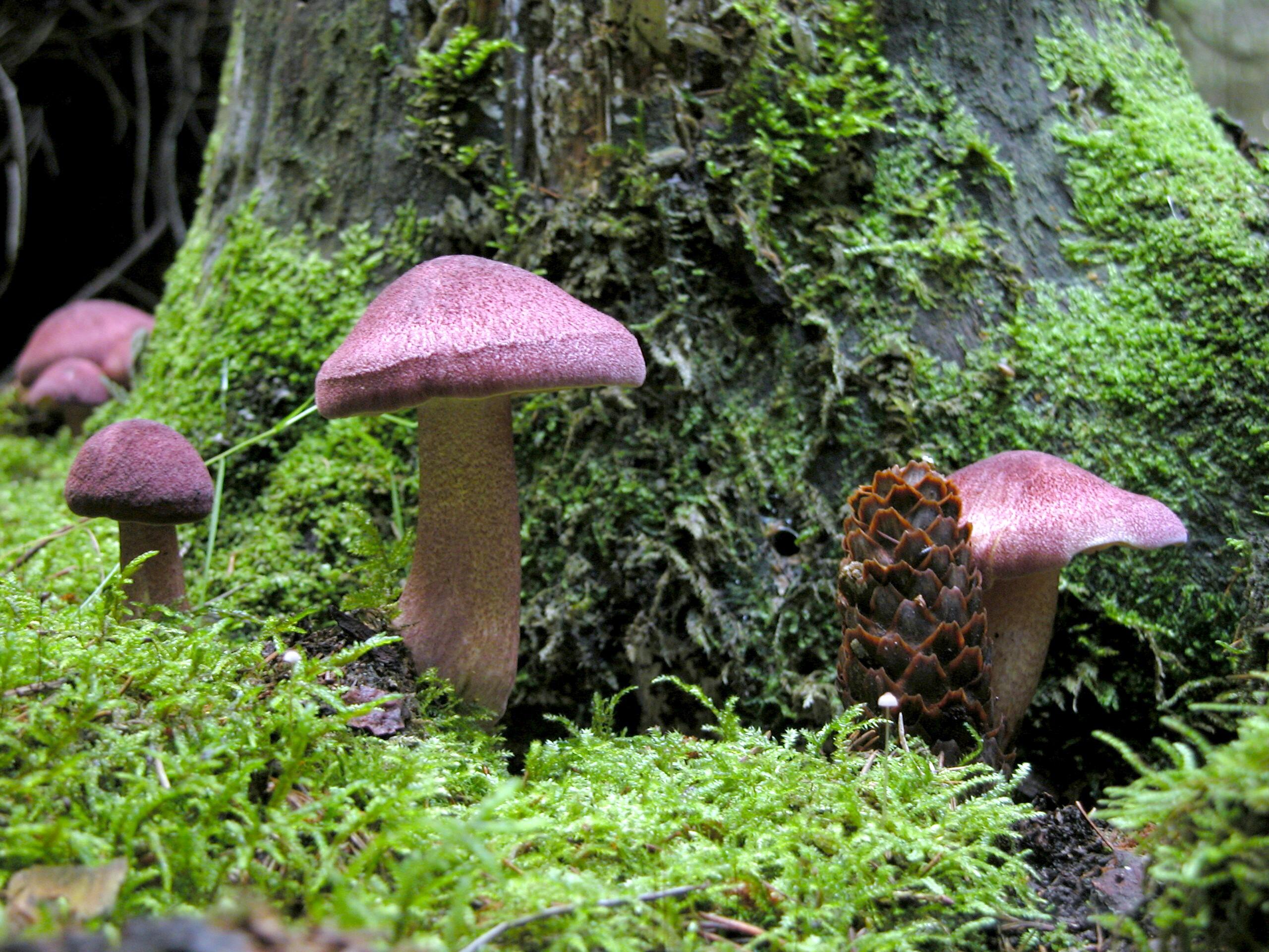 Rötlicher Holzritterling