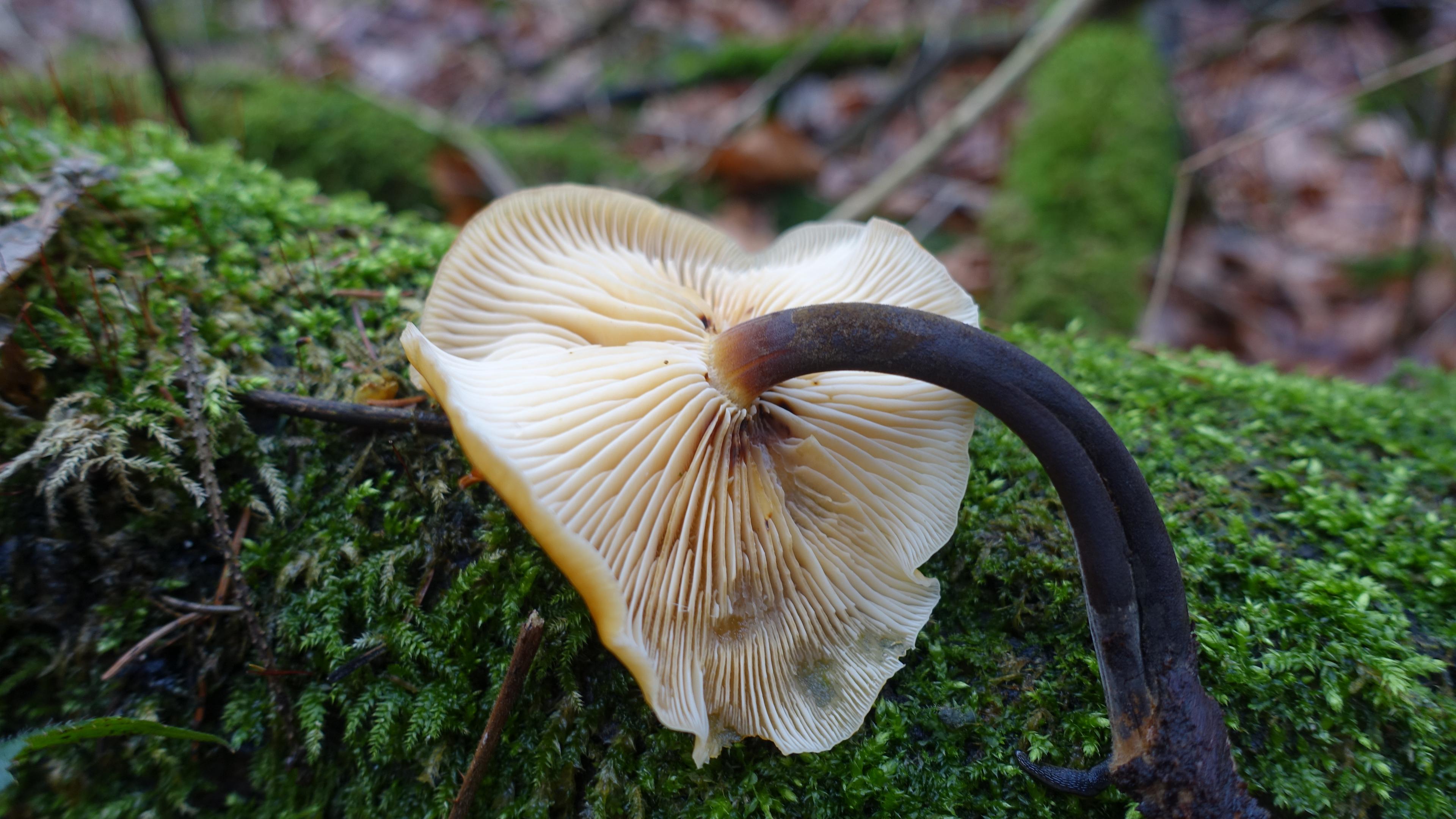 Samtfußrübling