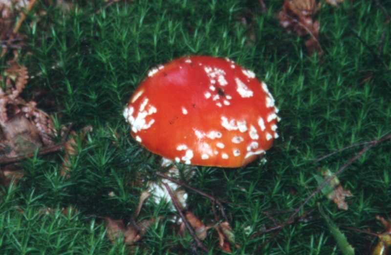 Fliegenpilz