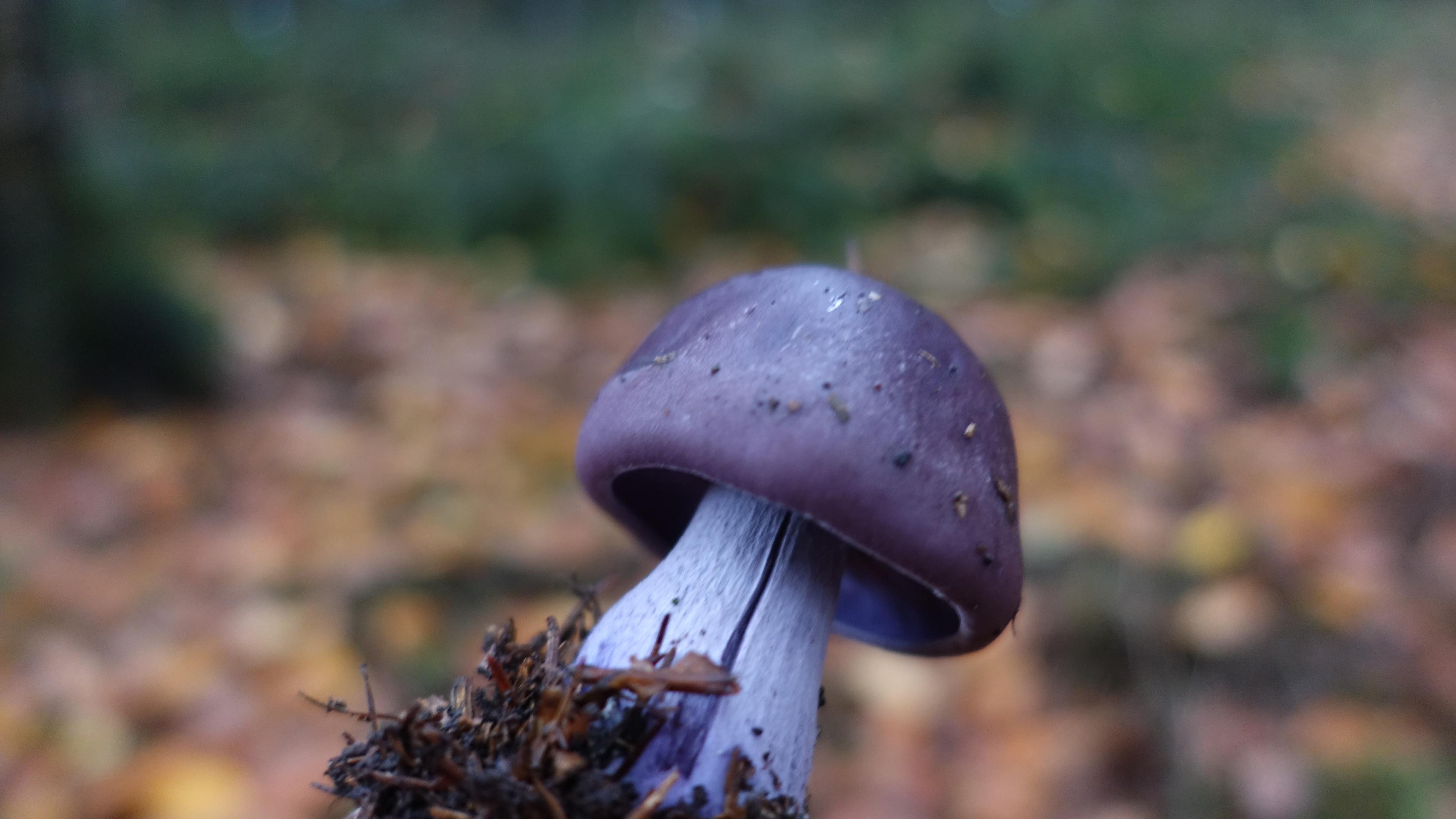 Bocksdickfuß  