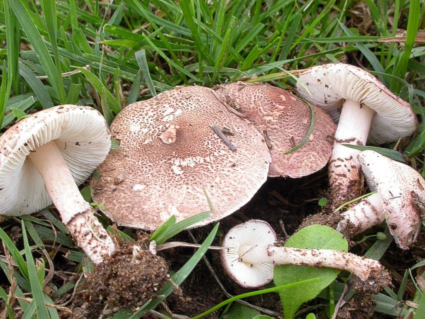Fleischbrauner Schirmling