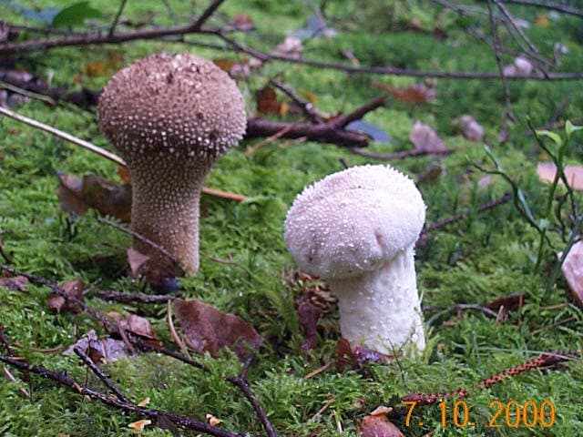 Flaschenstäubling