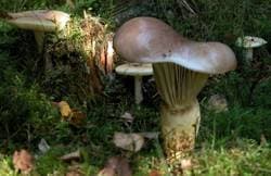 Großer Gelbfuß / Kuhmaul / Großer Schmierling
