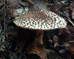 Igel-Schirmling