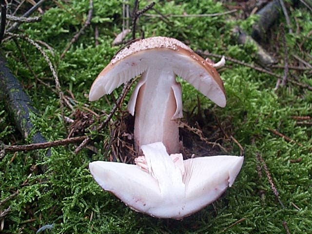 Perlpilz
