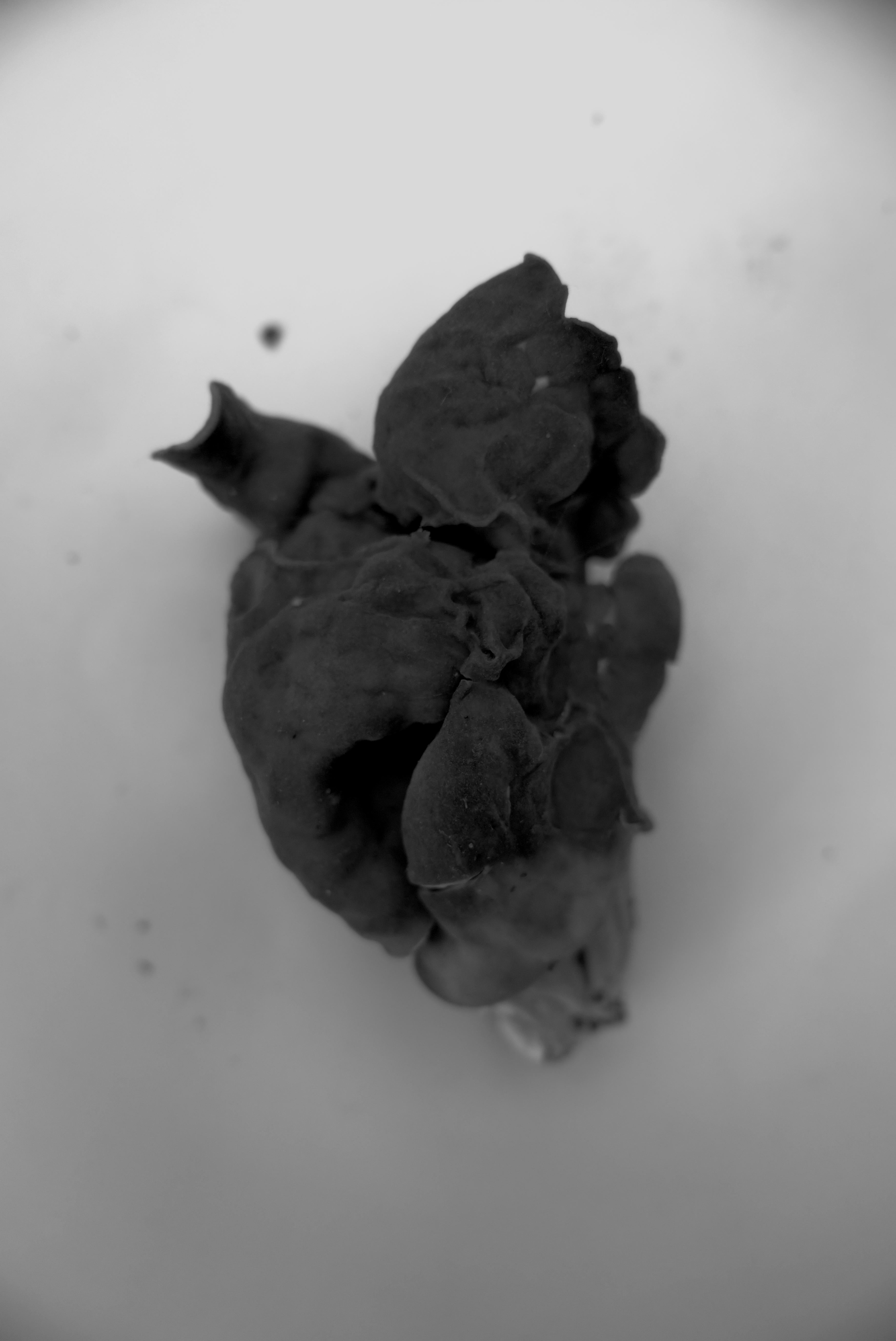 Gruben-Lorchel