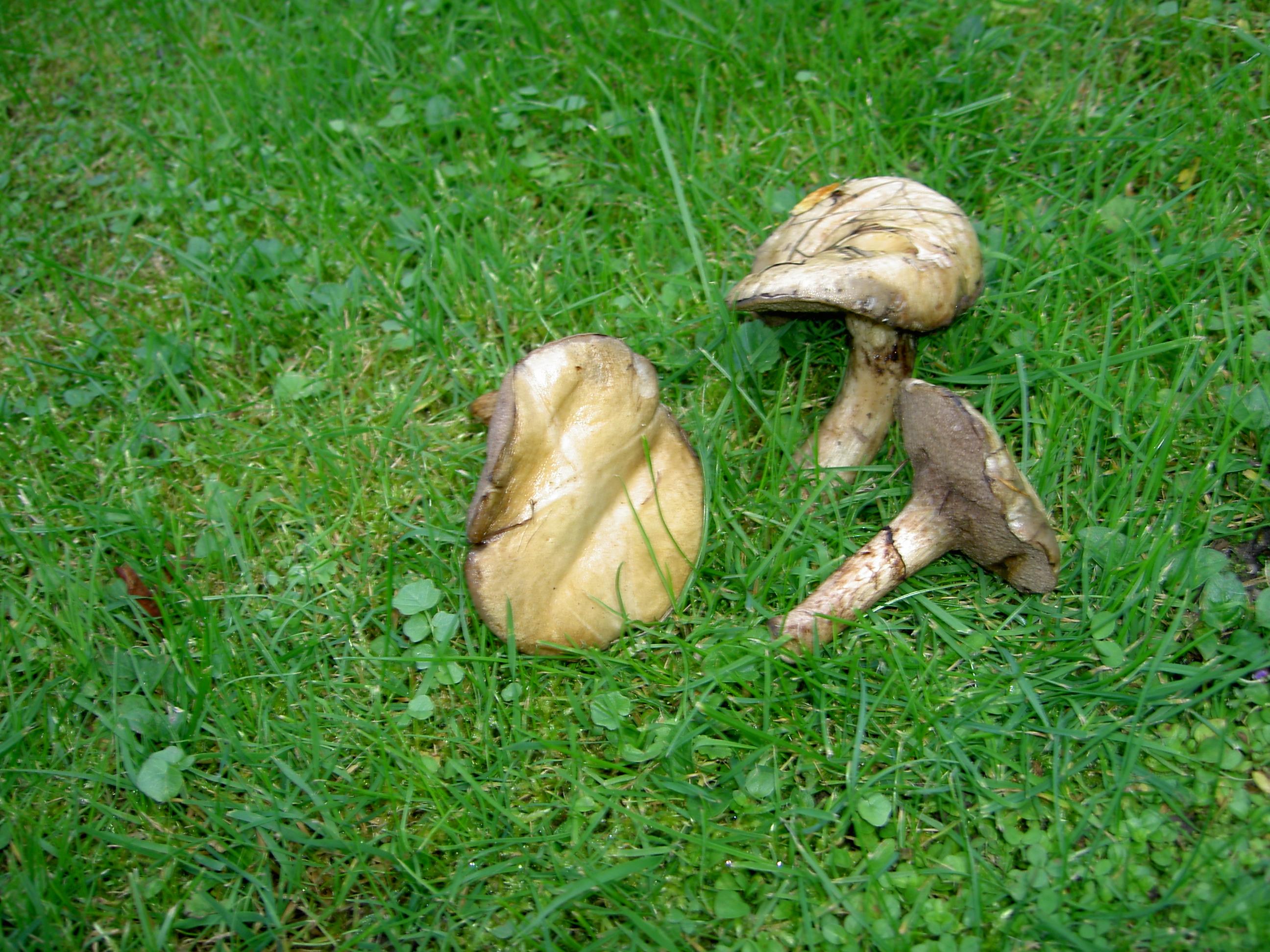 Butterpilz