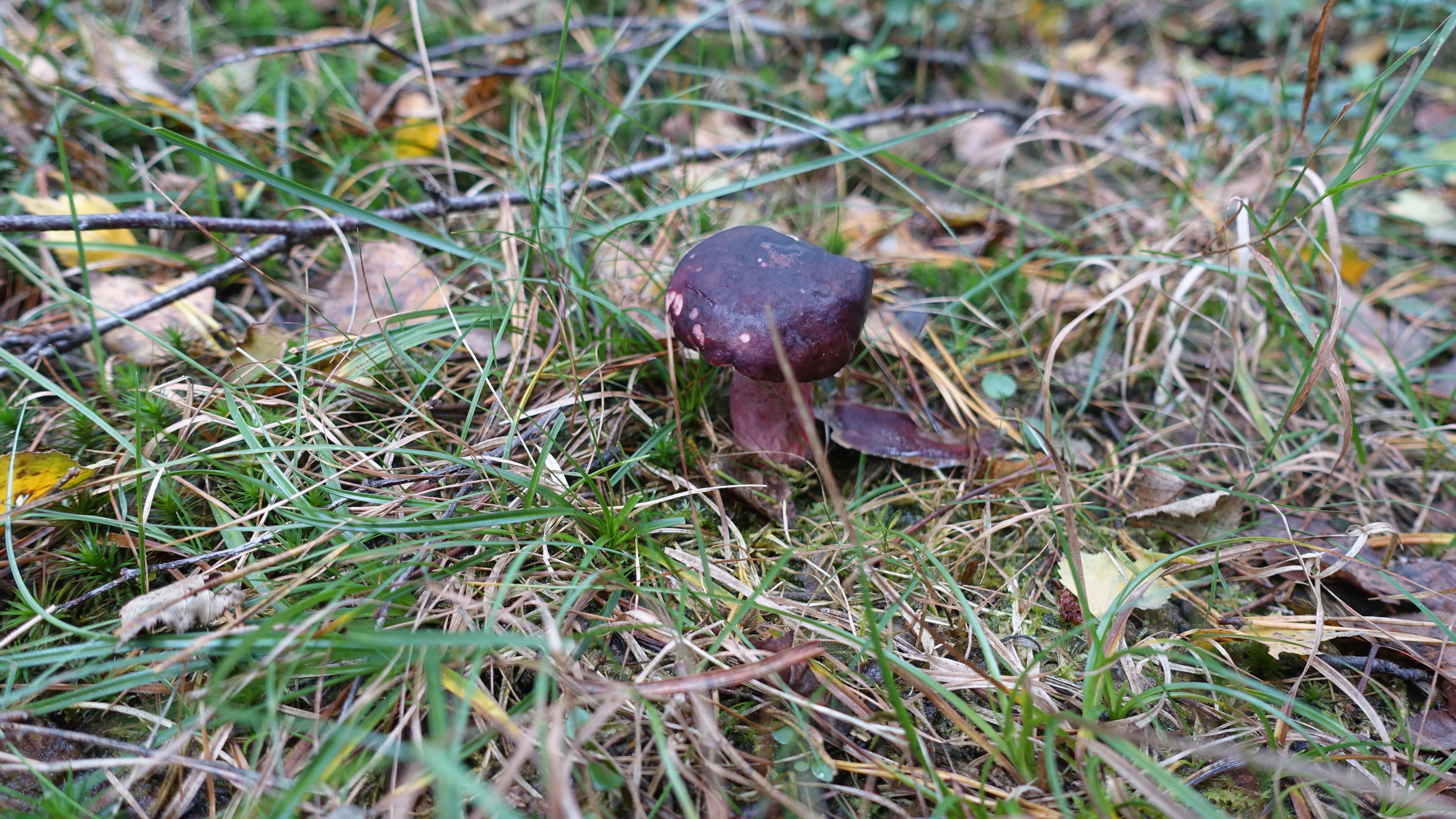 Zitronenblättriger Täubling