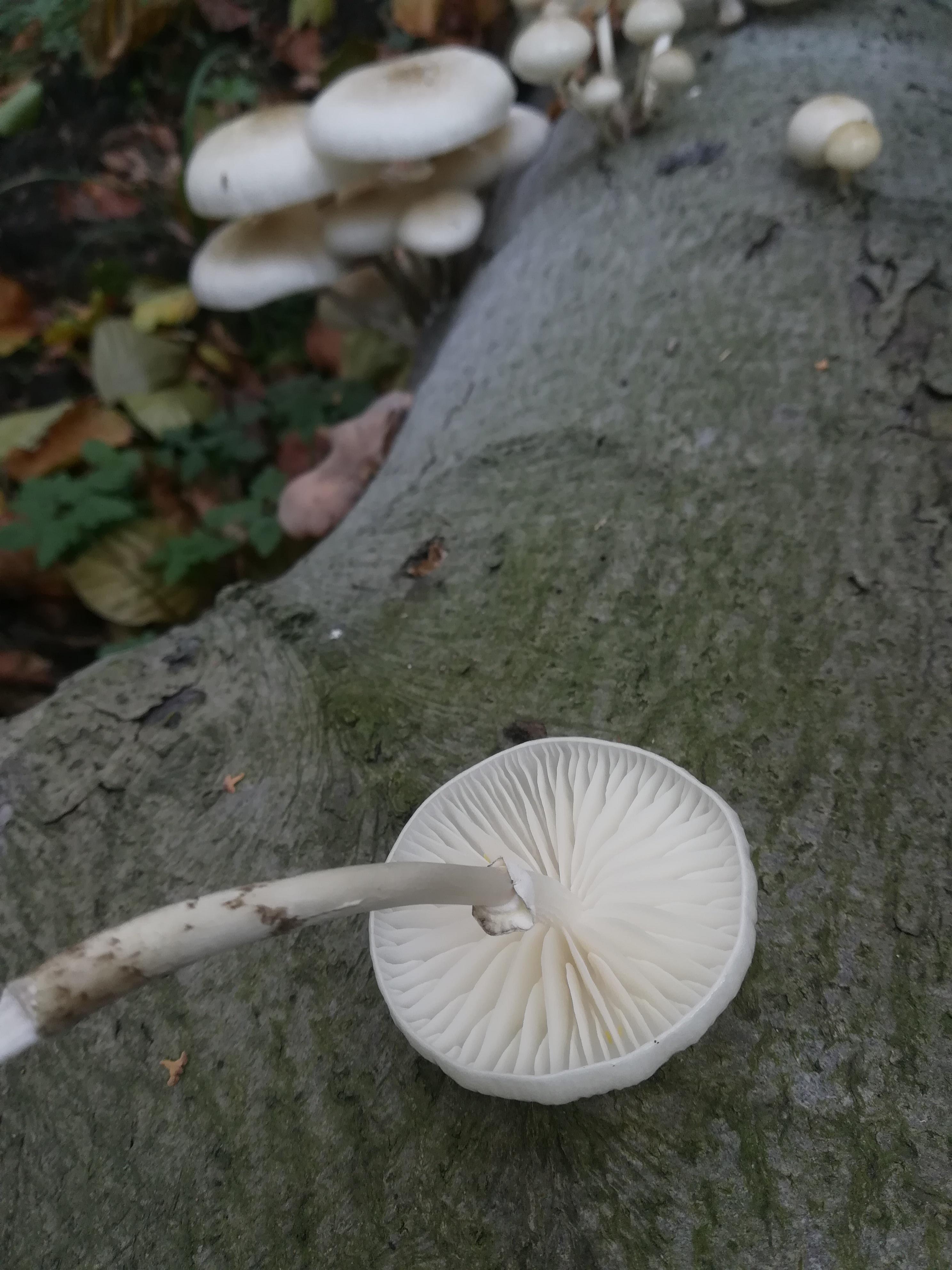 Beringter Schleimrübling
