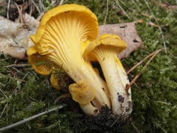 Pfifferling oder Eierschwamm