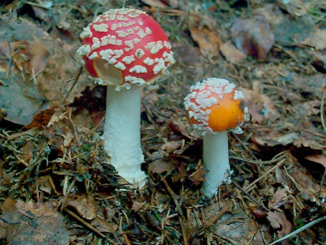 Fliegenpilz