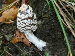 Königsfliegenpilz