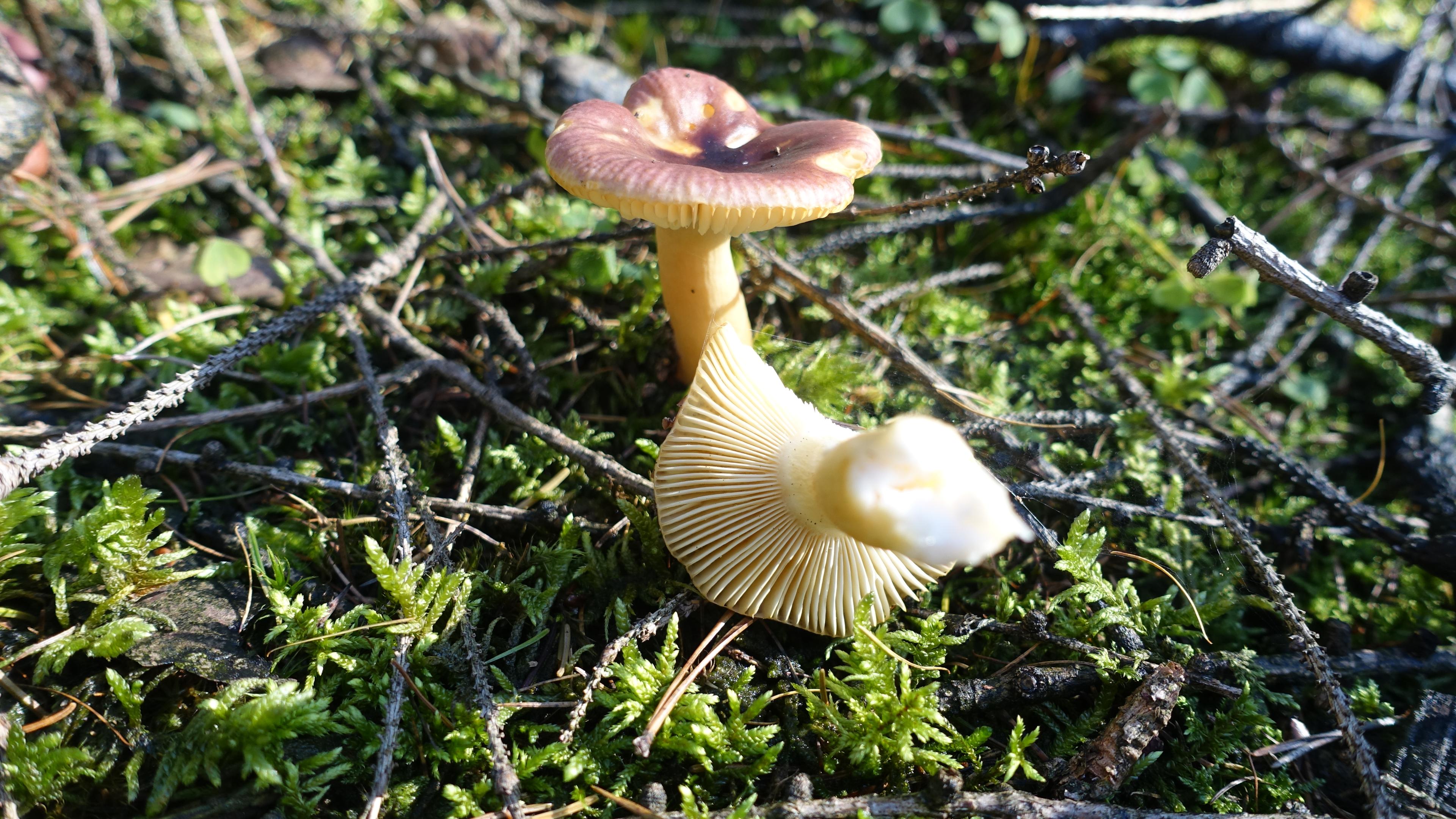 Scharfer Glanztäubling