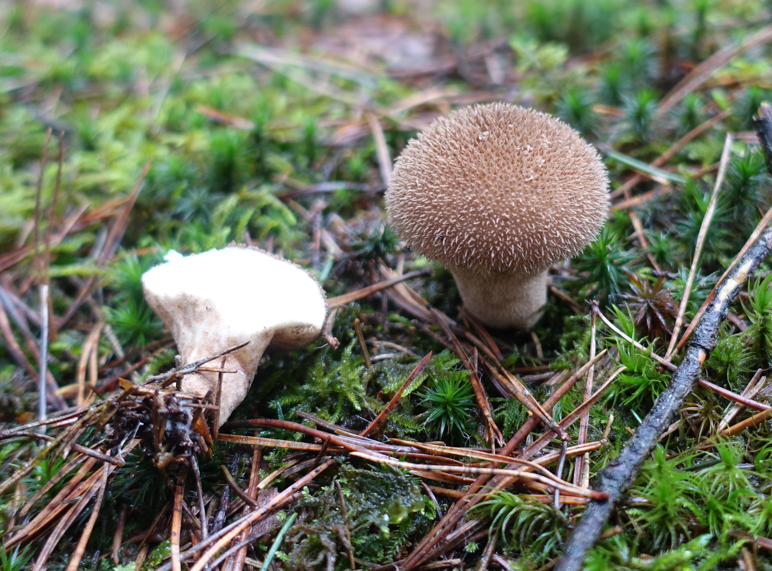 Igel-Stäubling