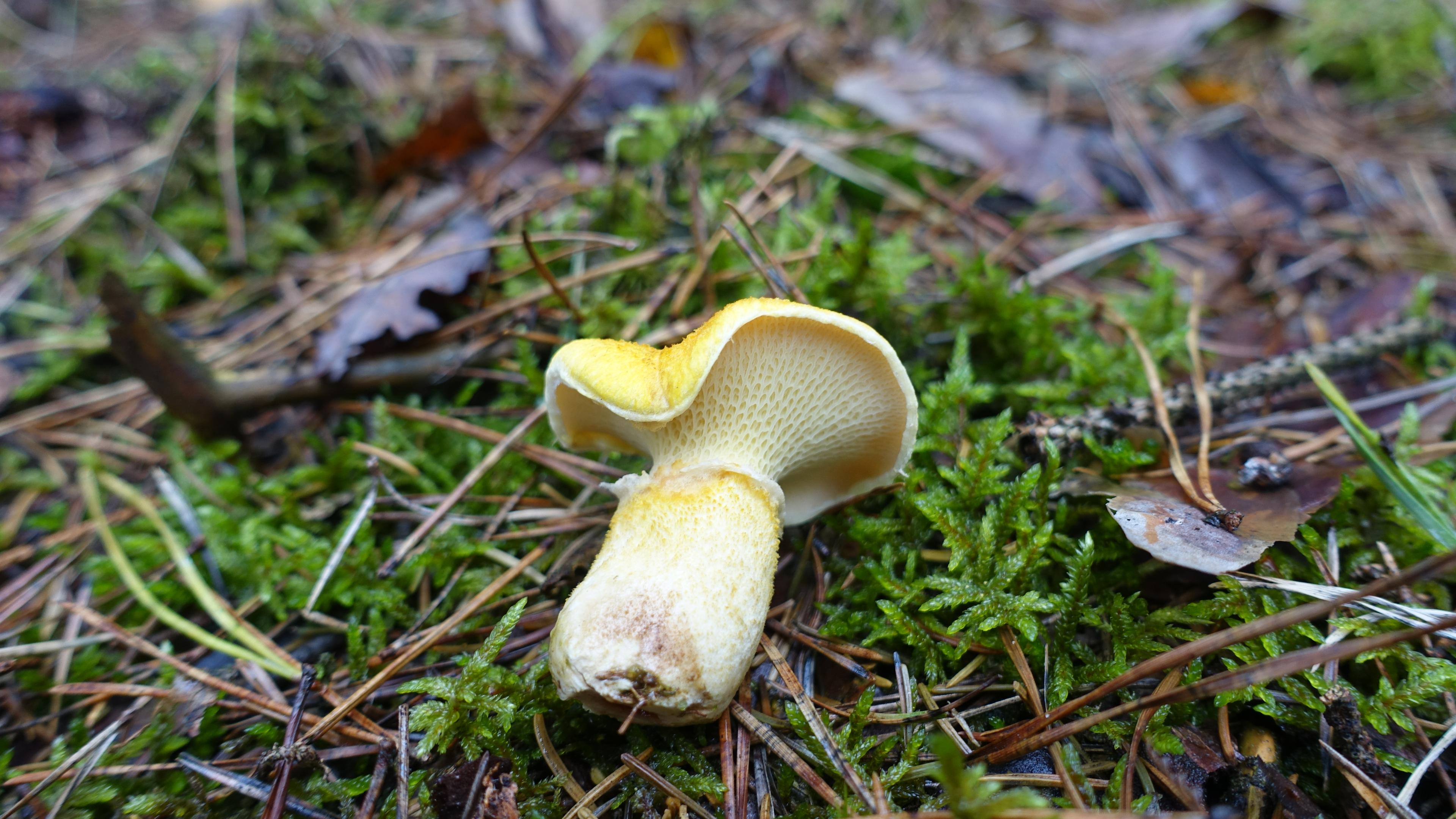 Gelber Hohlfußröhrling