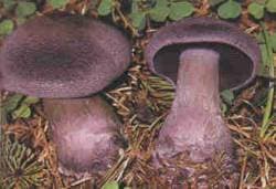 Violetter Schleierling