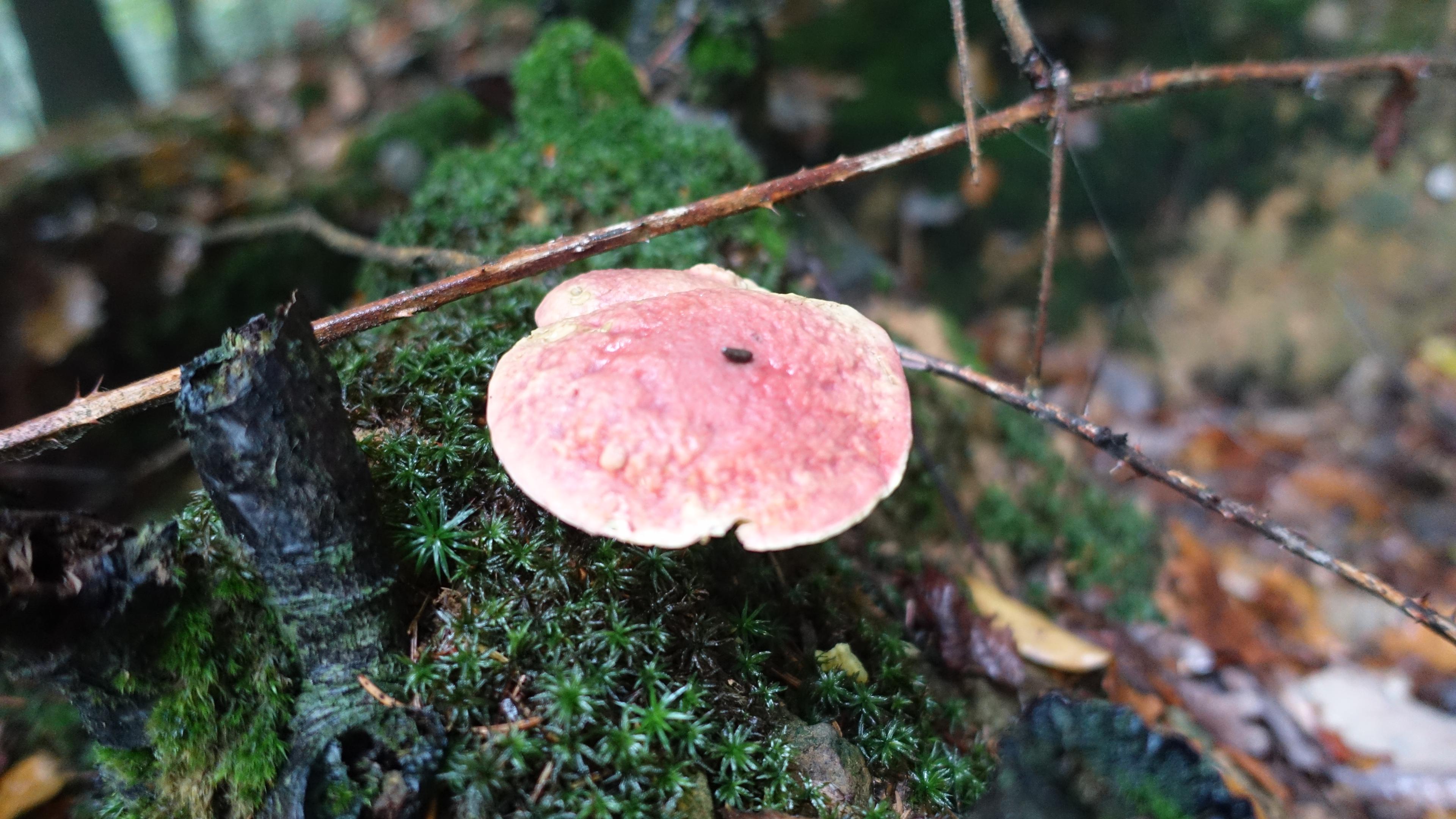 Blutroter Röhrling
