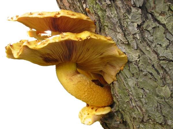 Goldfellschuepling