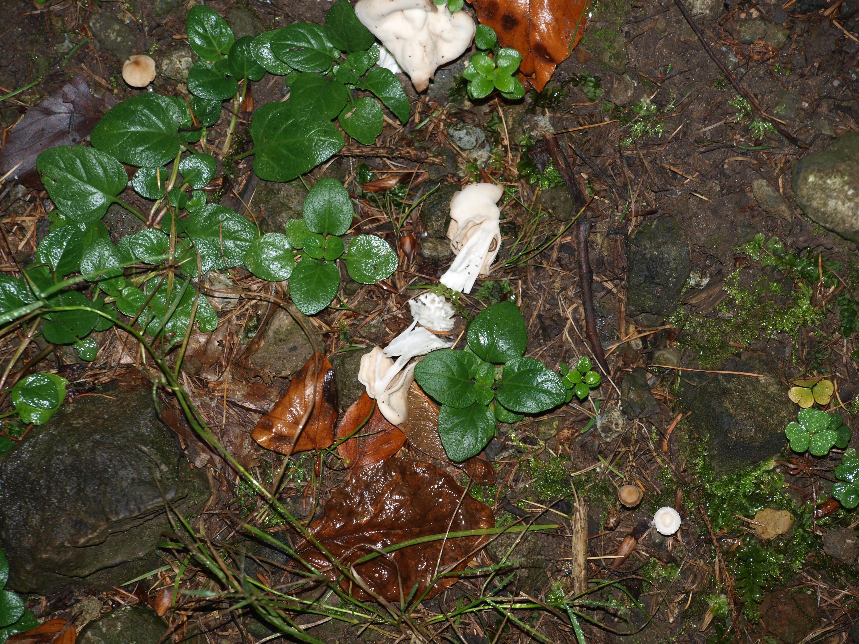 Herbstlorchel, Krause Lorchel