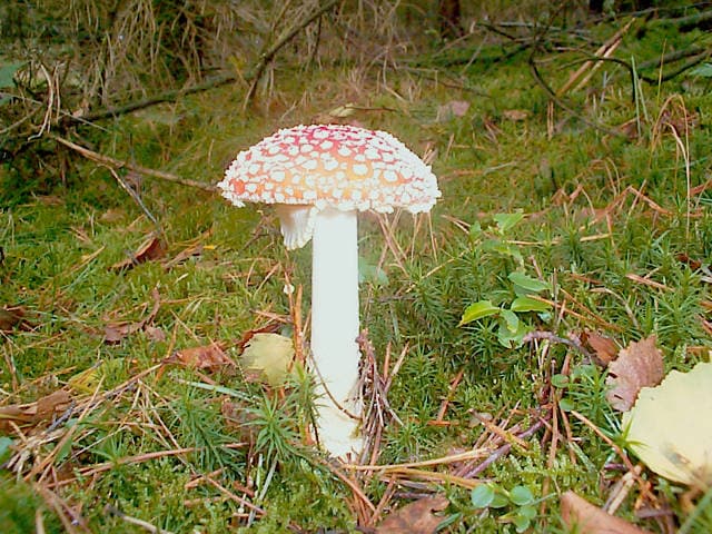 Fliegenpilz