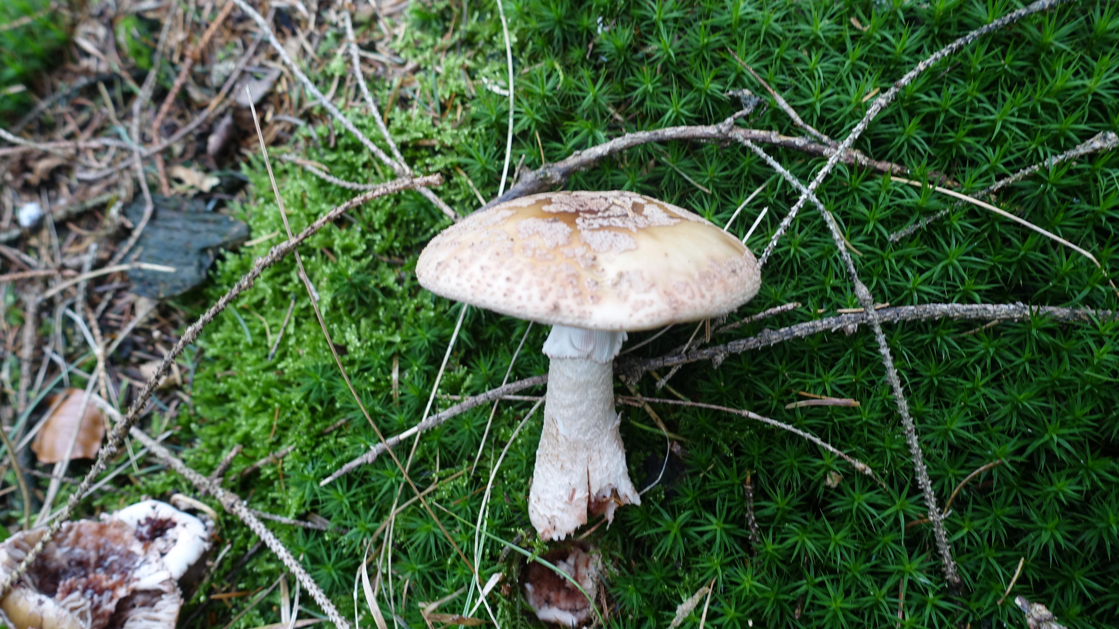 Perlpilz