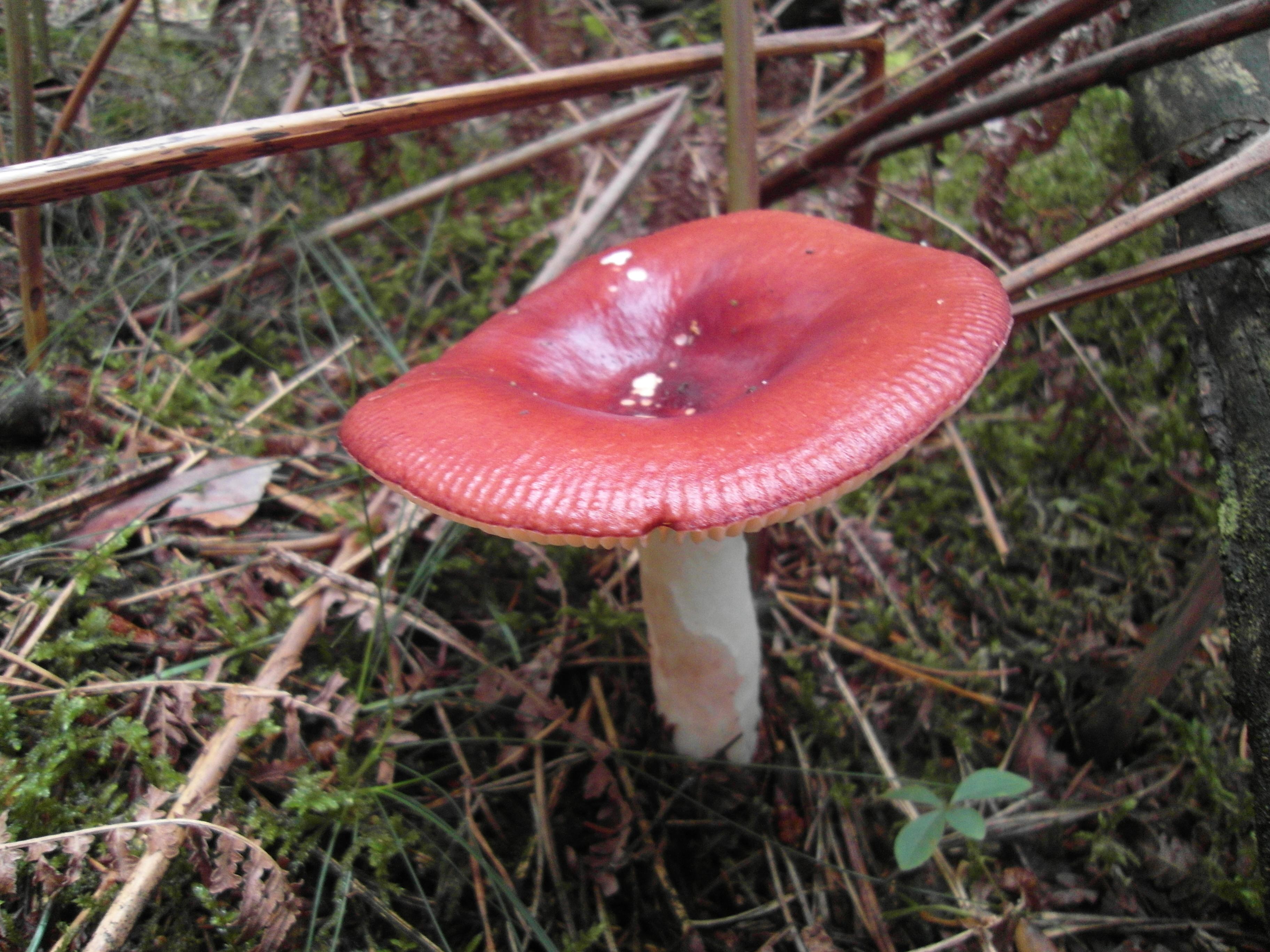 Cremeroter / Lachsroter Täubling