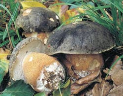 Bronze-Röhrling / Schwarzhütiger Steinpilz