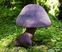 Violetter Schleierling