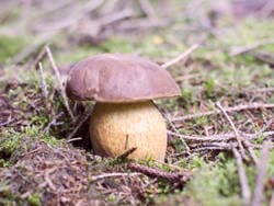 Kiefernsteinpilz