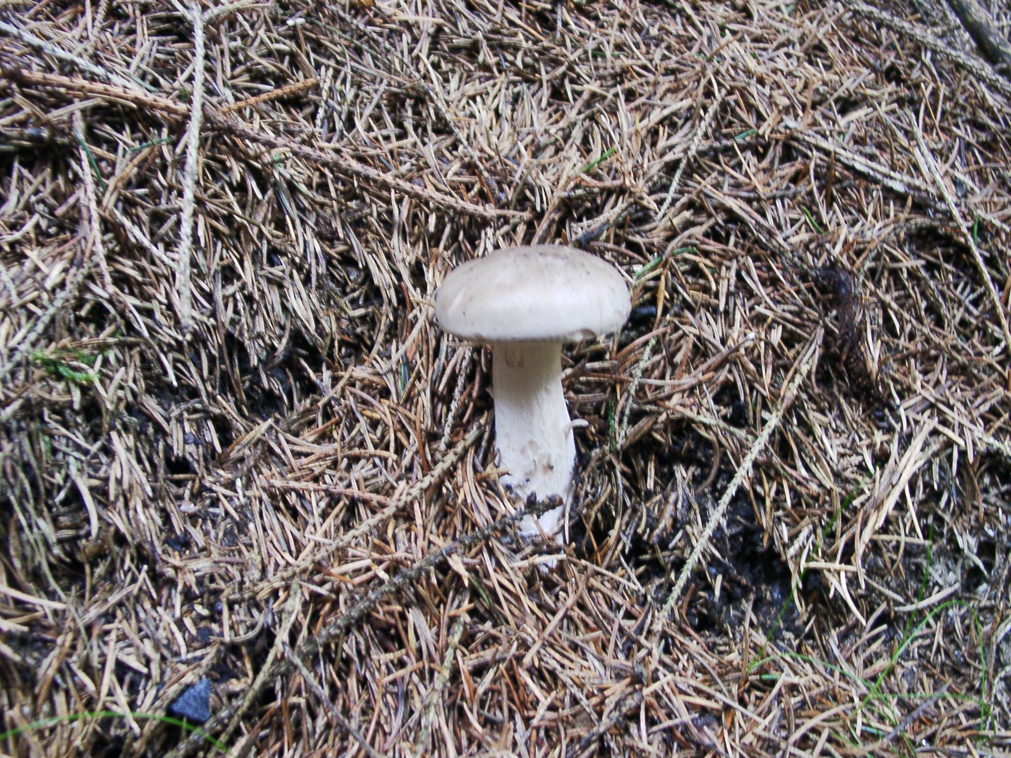 Graukappe