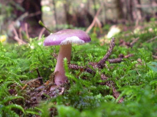 Stachelbeertäubling