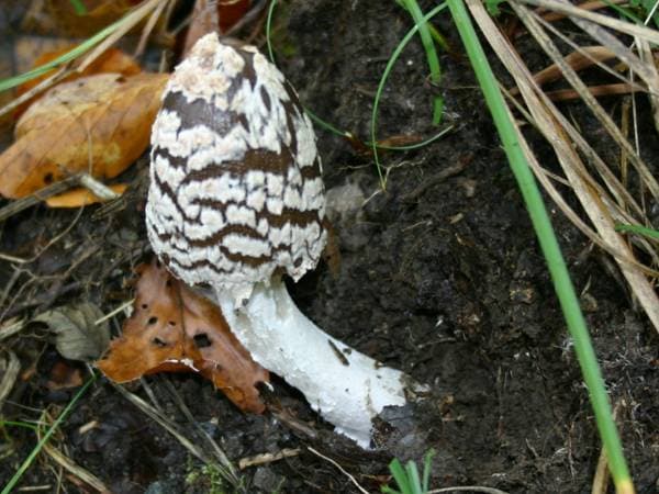 Königsfliegenpilz