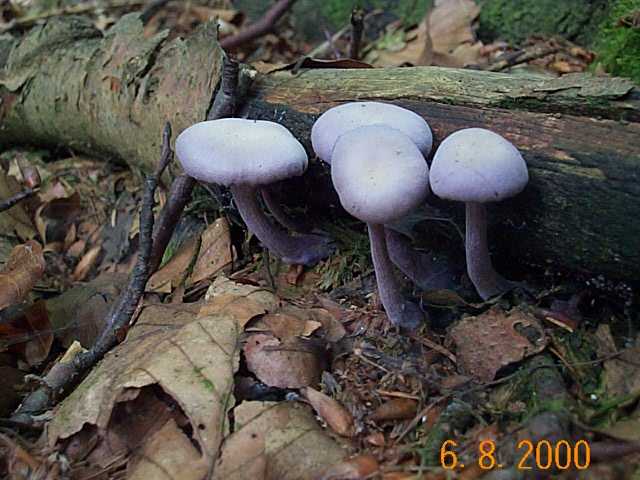 Violetter Lacktrichterling