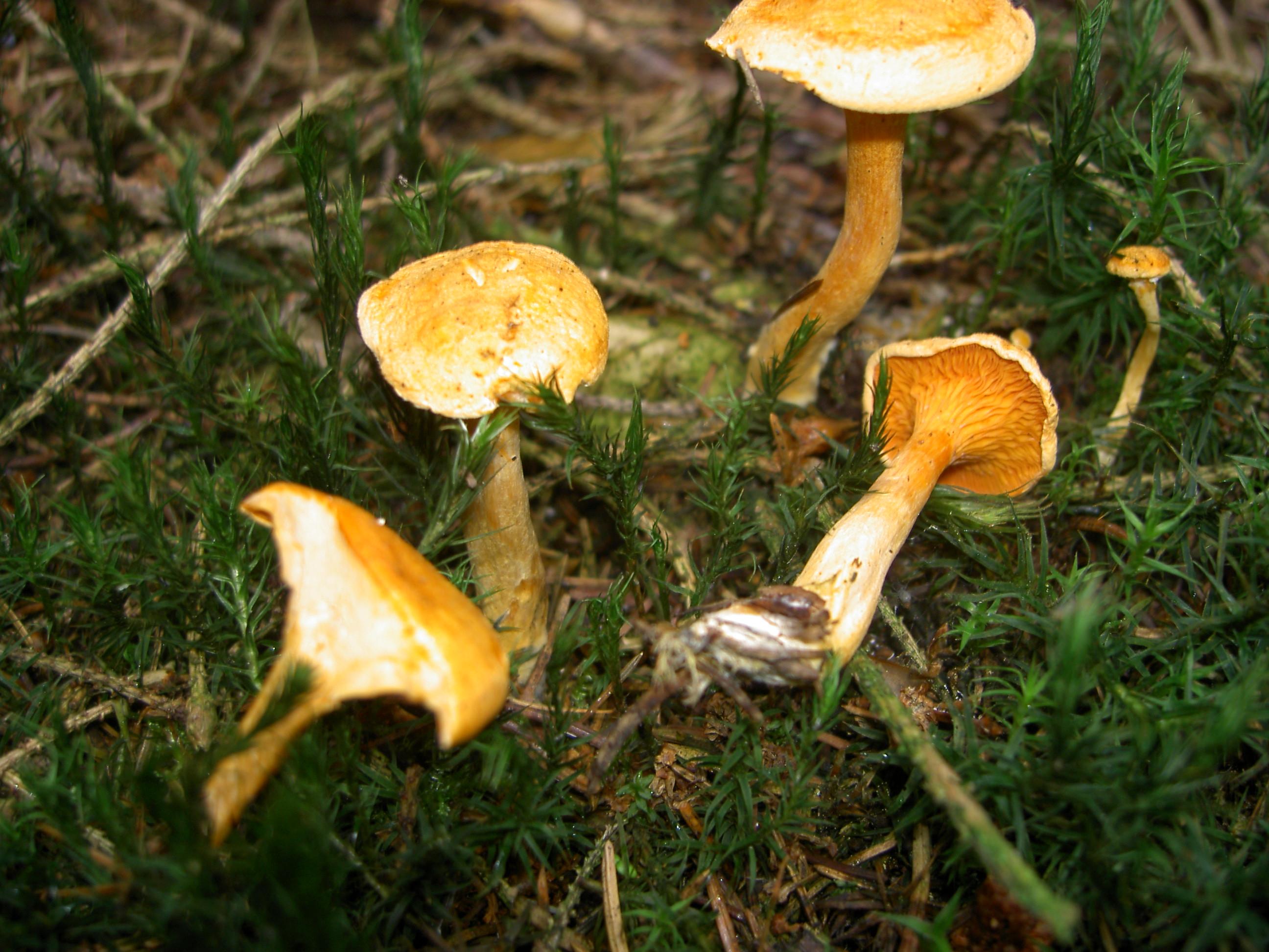 Falscher Pfifferling