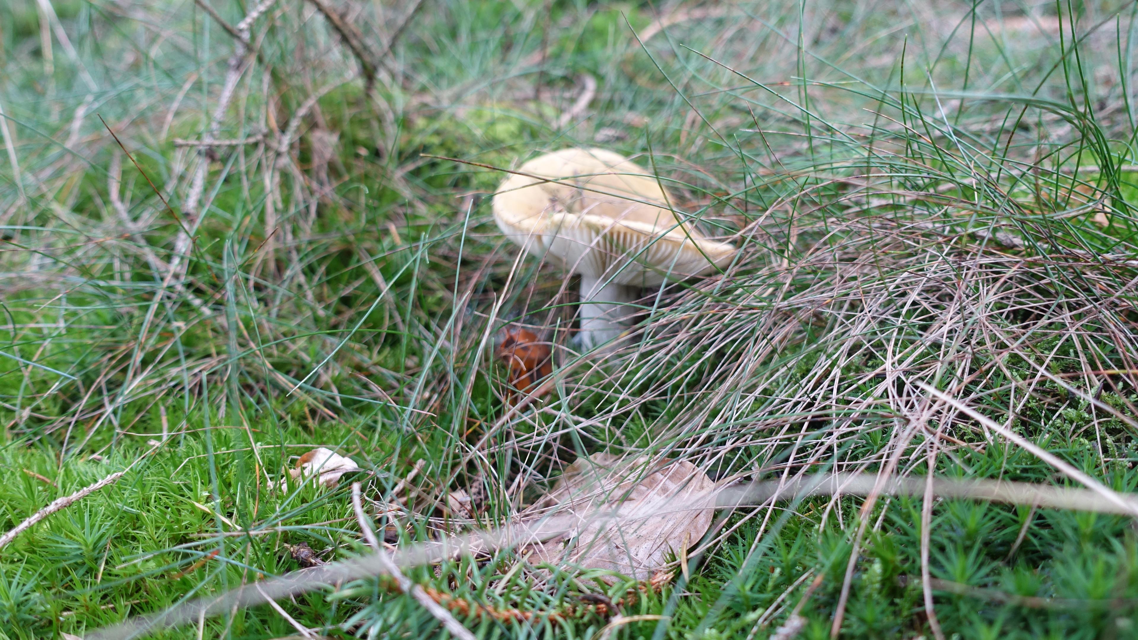 Ockertäubling